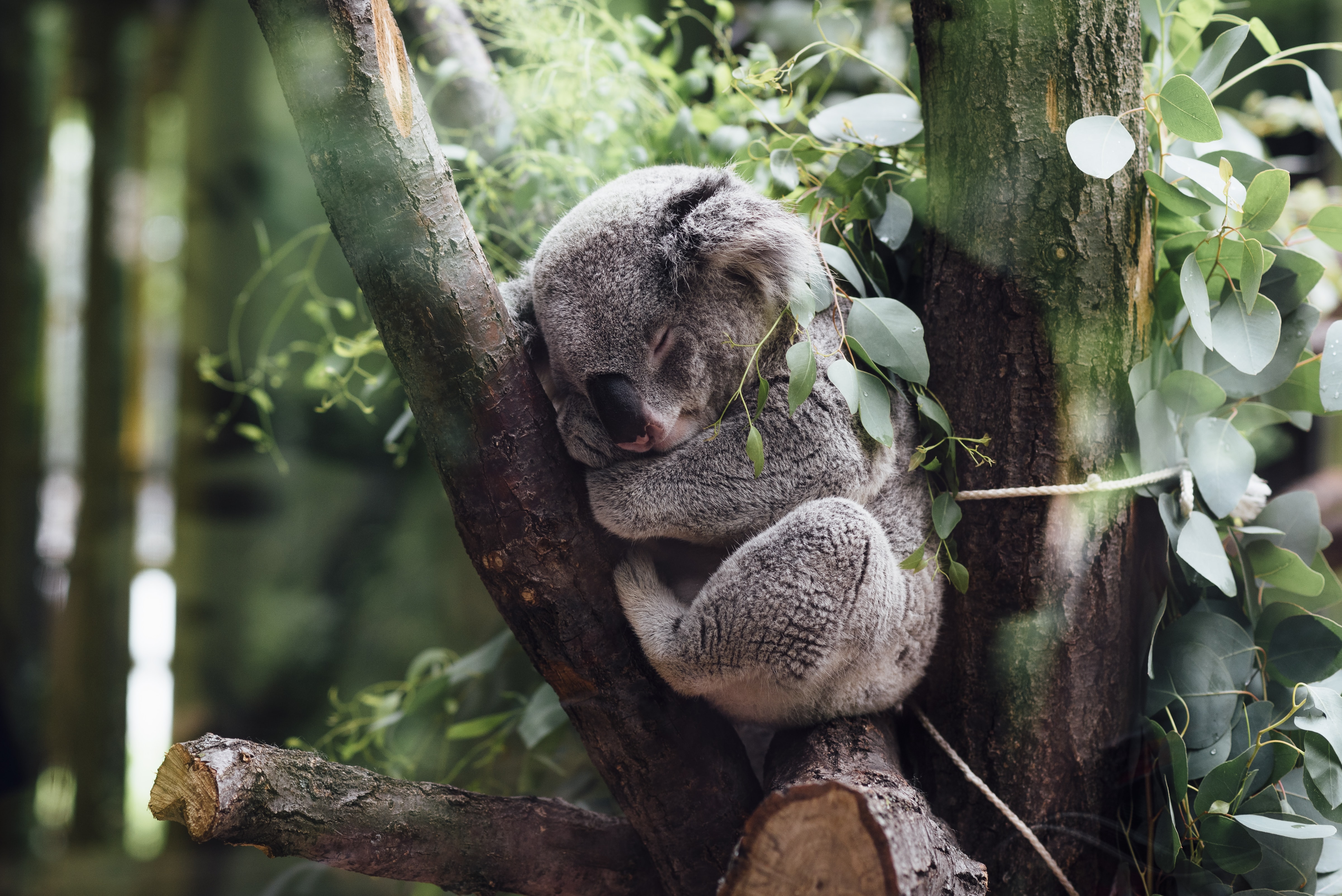 🐨 AI-system will monitor koala population in Australia