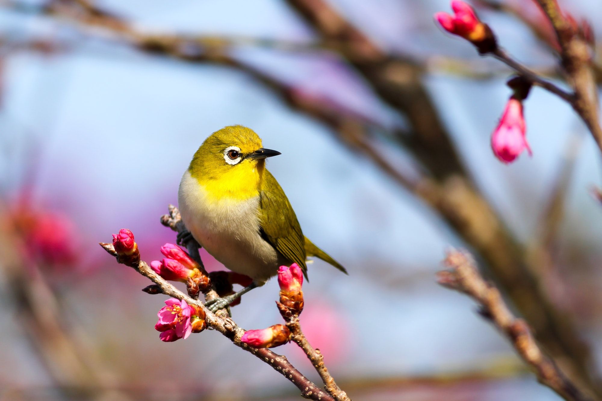 📱 This app recognizes what bird is singing