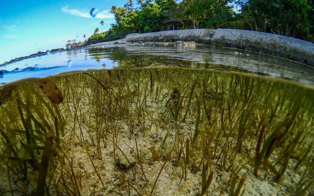 🌊 Replanted seagrass restores the ocean
