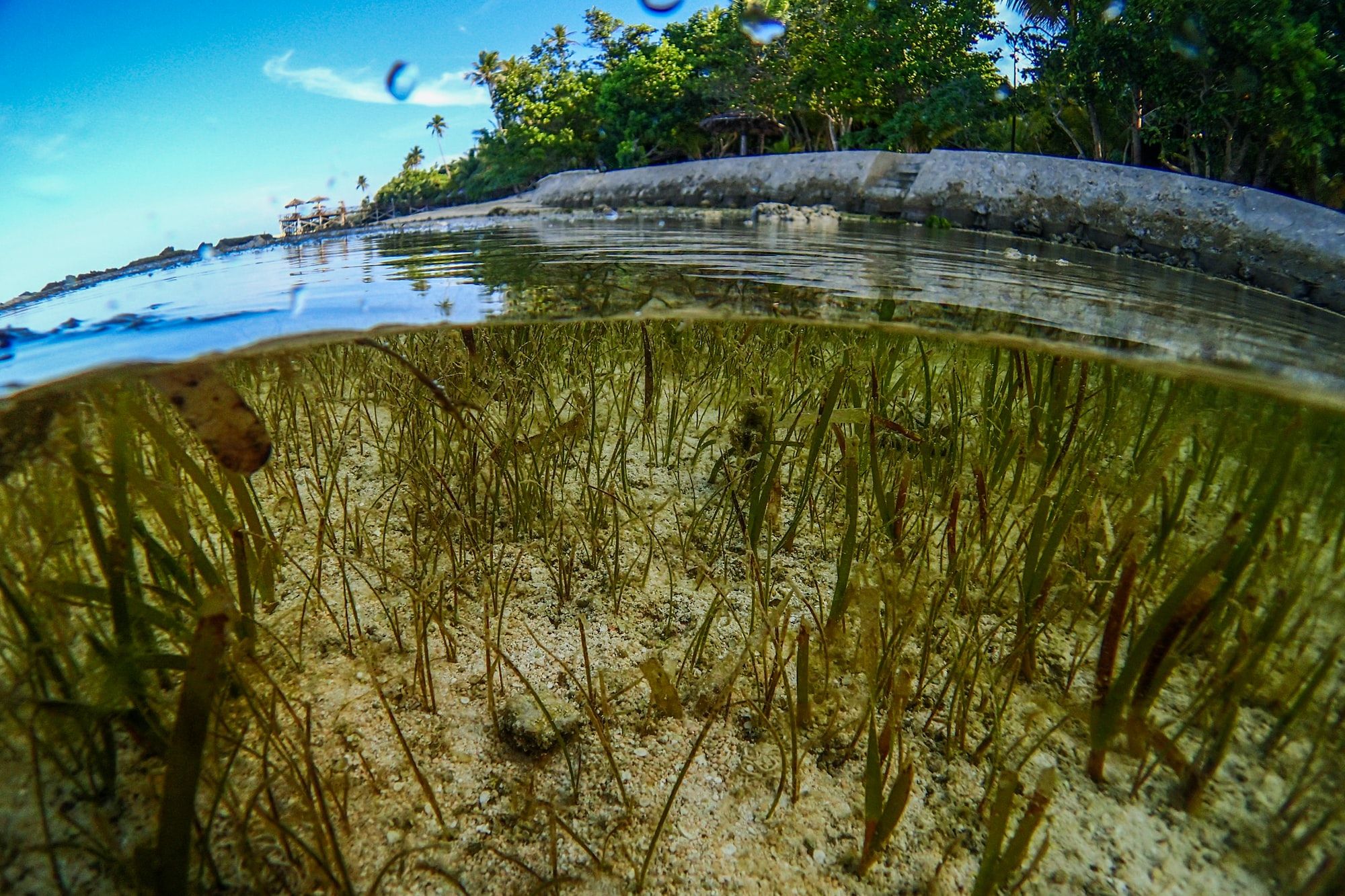 🌊 Replanted seagrass restores the ocean