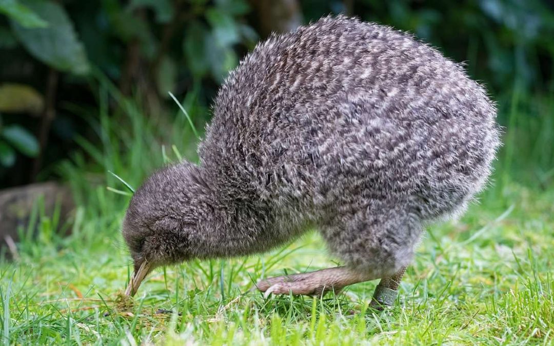 👂 Kiwi calls heard again for the first time in five years