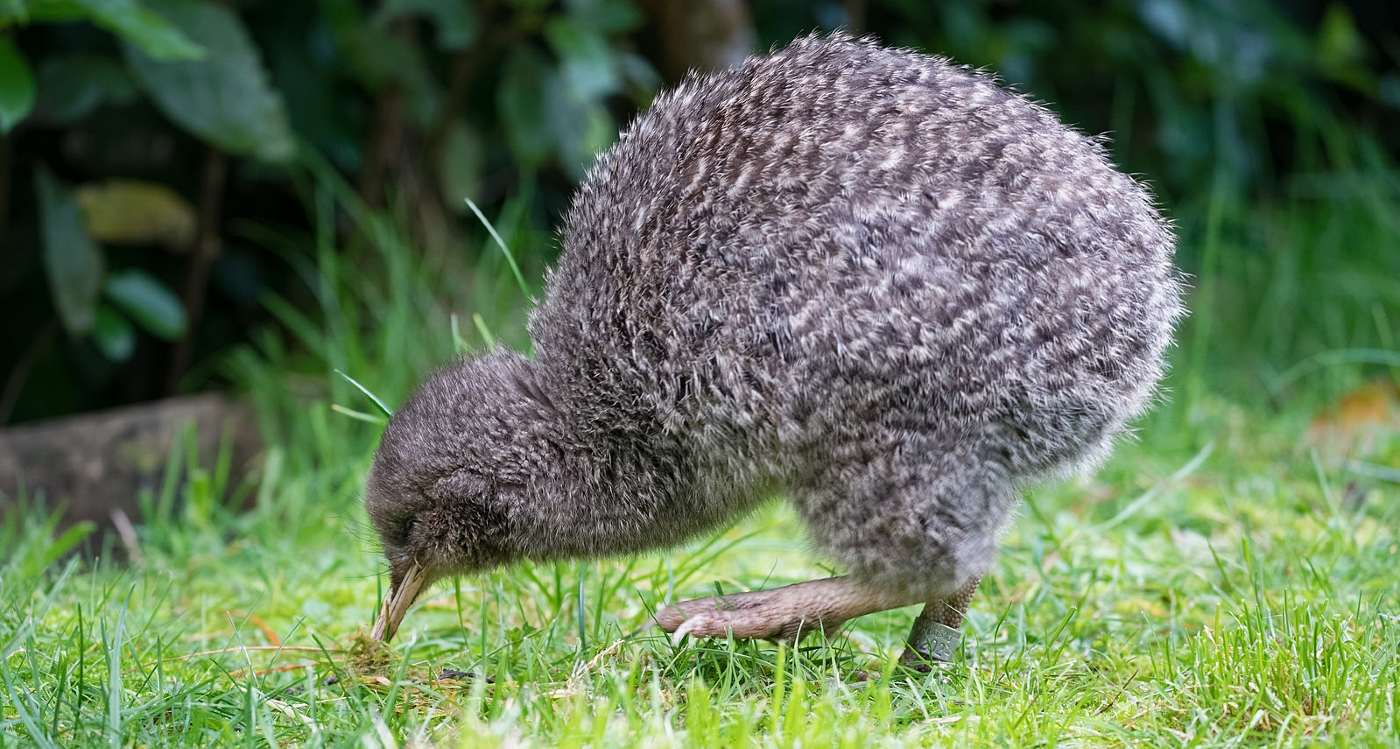 👂 Kiwi calls heard again for the first time in five years