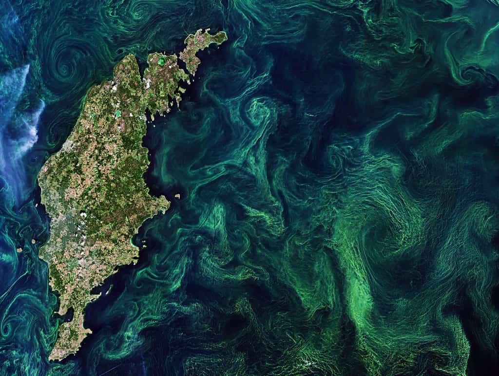 🔬Swedish method makes it easier to predict algal blooms