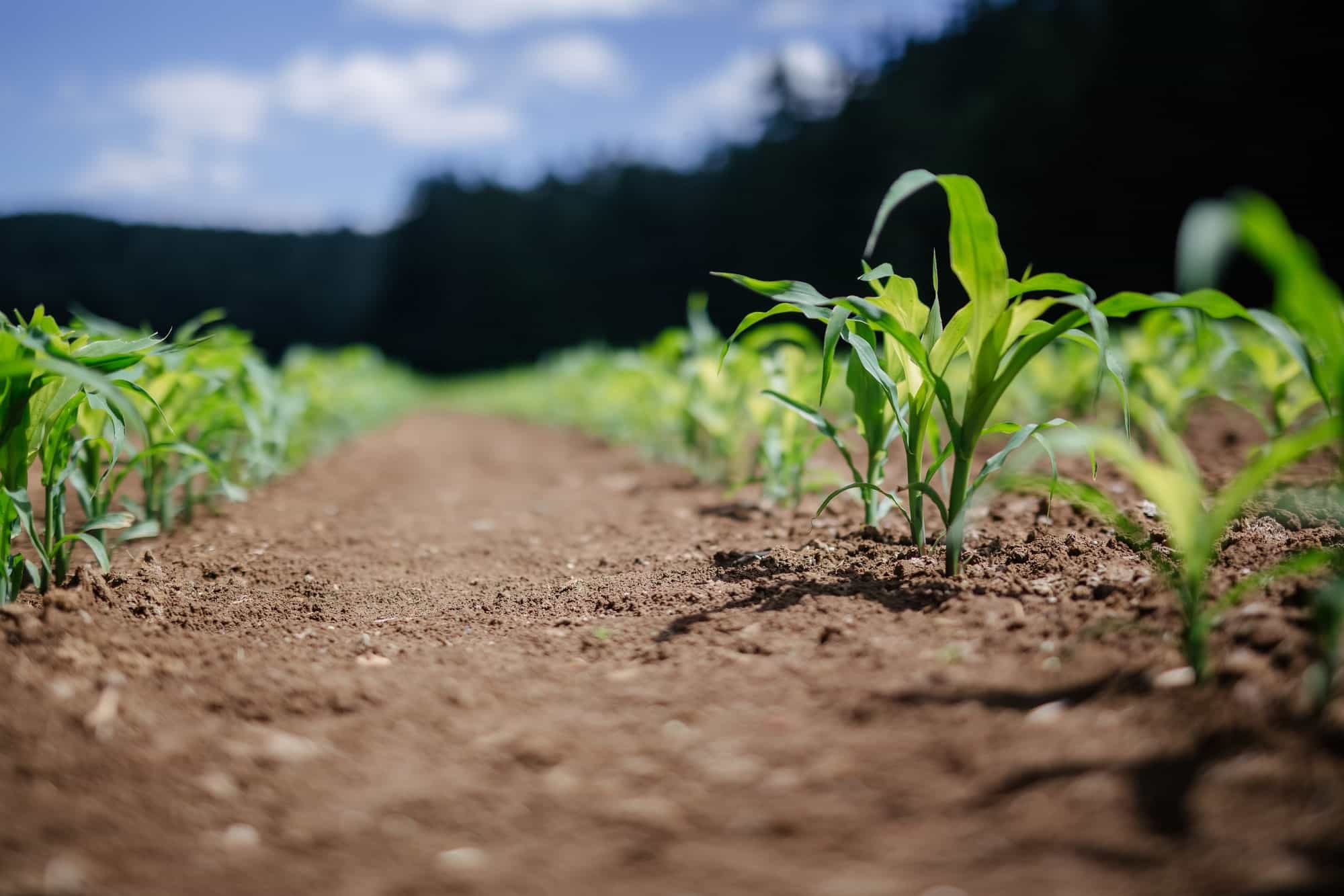 🇳🇬 Nigeria's new super maize promises superior yields