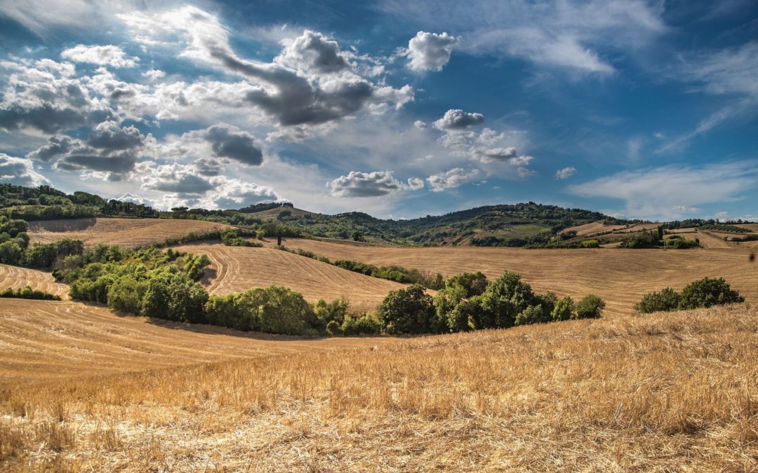 🚜 Fast-growing trees can reduce emissions in agriculture