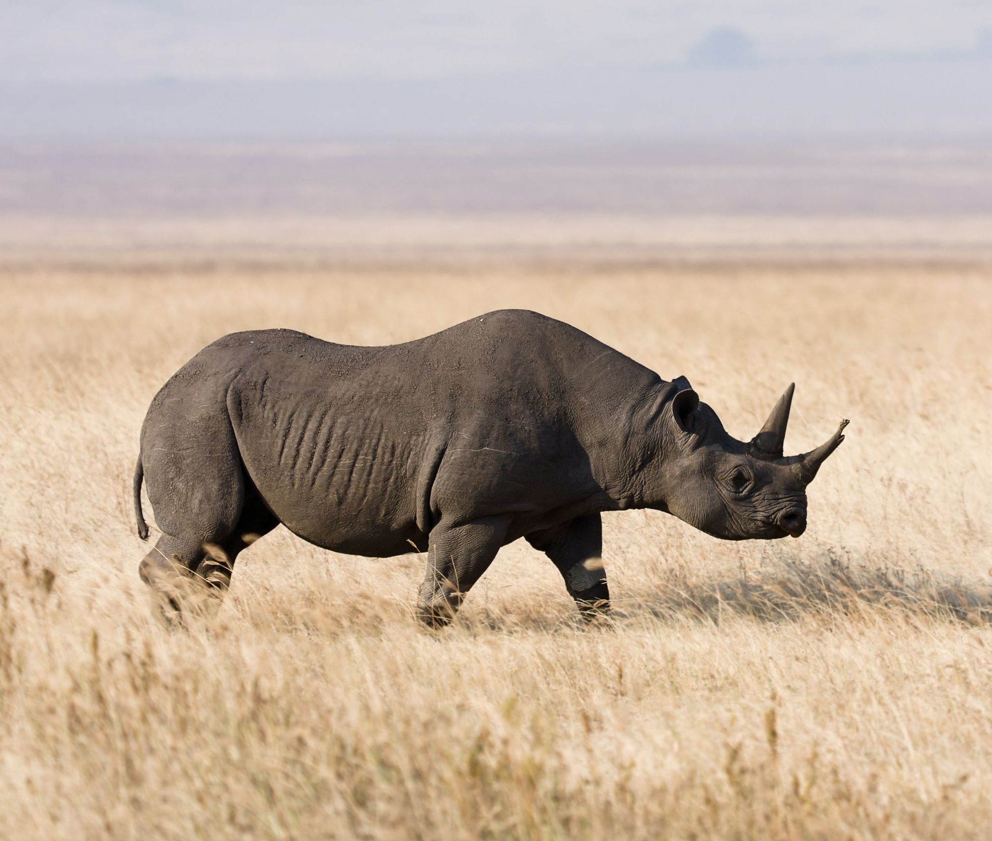 🦏More Indian rhinos today than 100 years ago