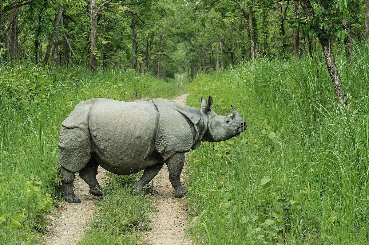 🦏More Indian rhinos today than 100 years ago