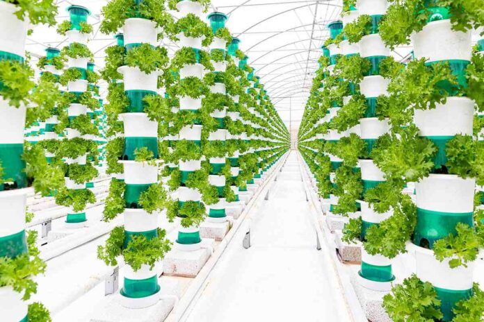 🥬 UK’s largest vertical farm begins first harvest