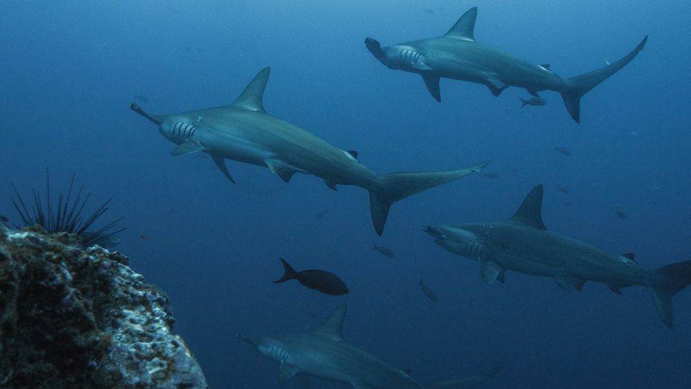 🦈"Sea motorway" becomes nature reserve