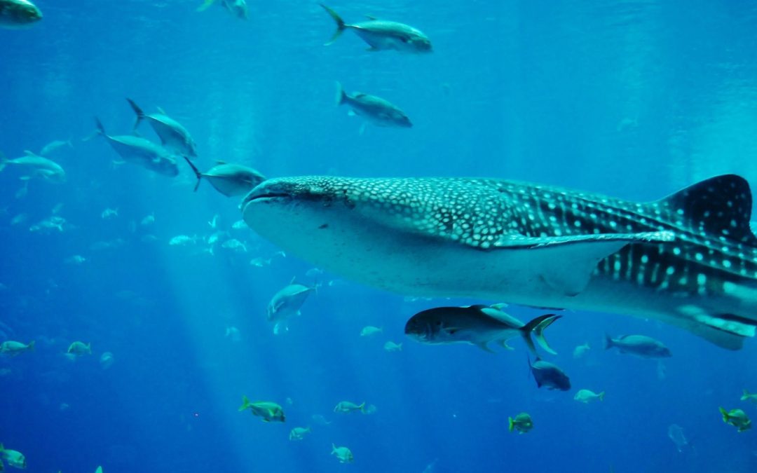 🦈”Sea motorway” becomes nature reserve