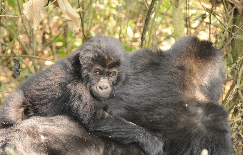 🦍 New hope for the gorillas of Congo