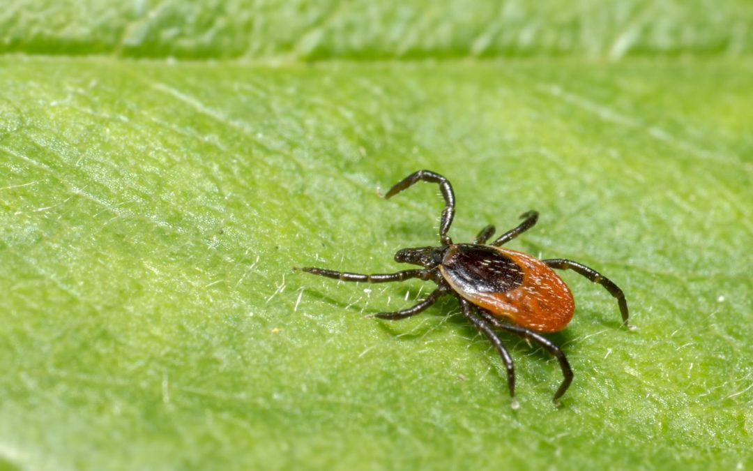 🧬 mRNA vaccines new key in treating Lyme Disease