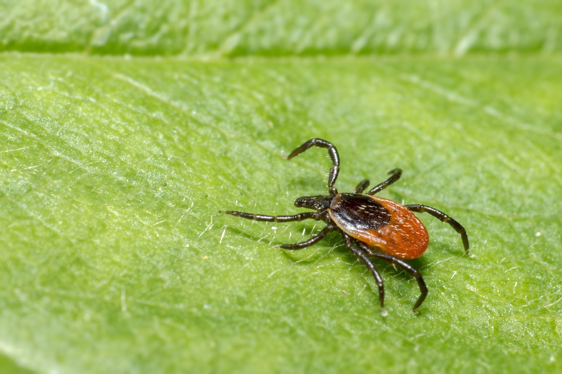 🧬 mRNA vaccines new key in treating Lyme Disease