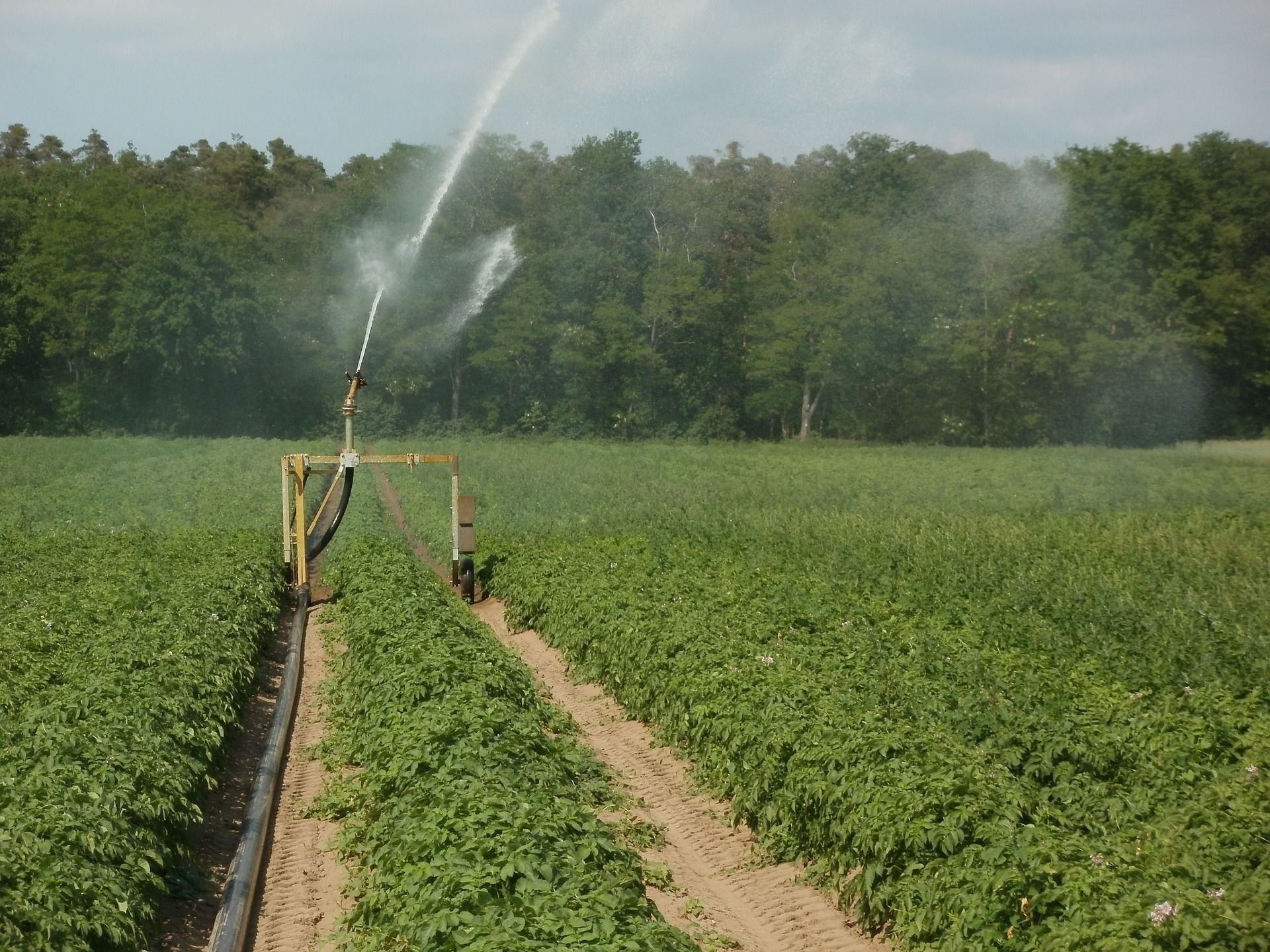 🧬 RNA could replace pesticides