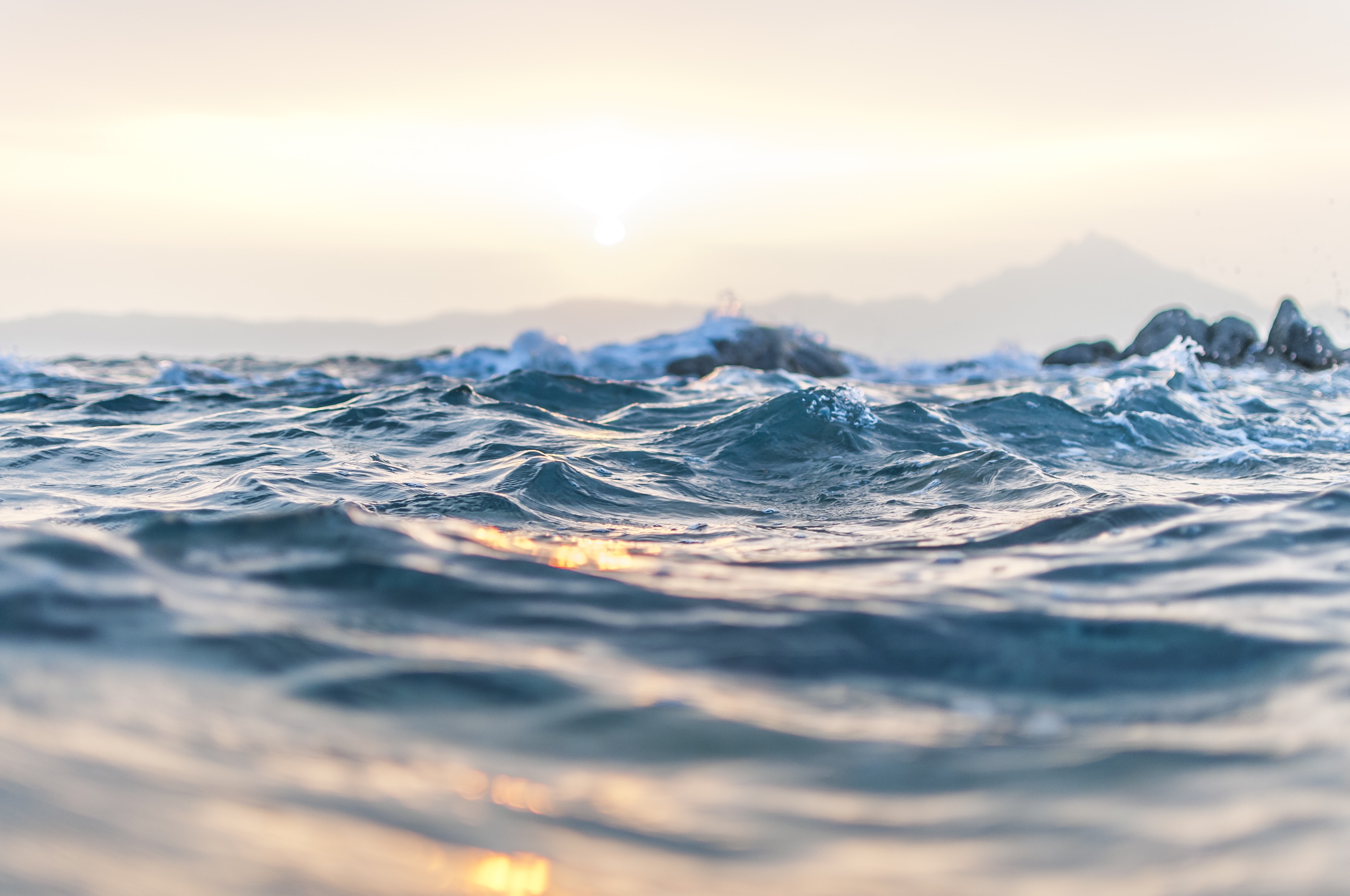 🌱 Ocean plants could be the answer to food shortages