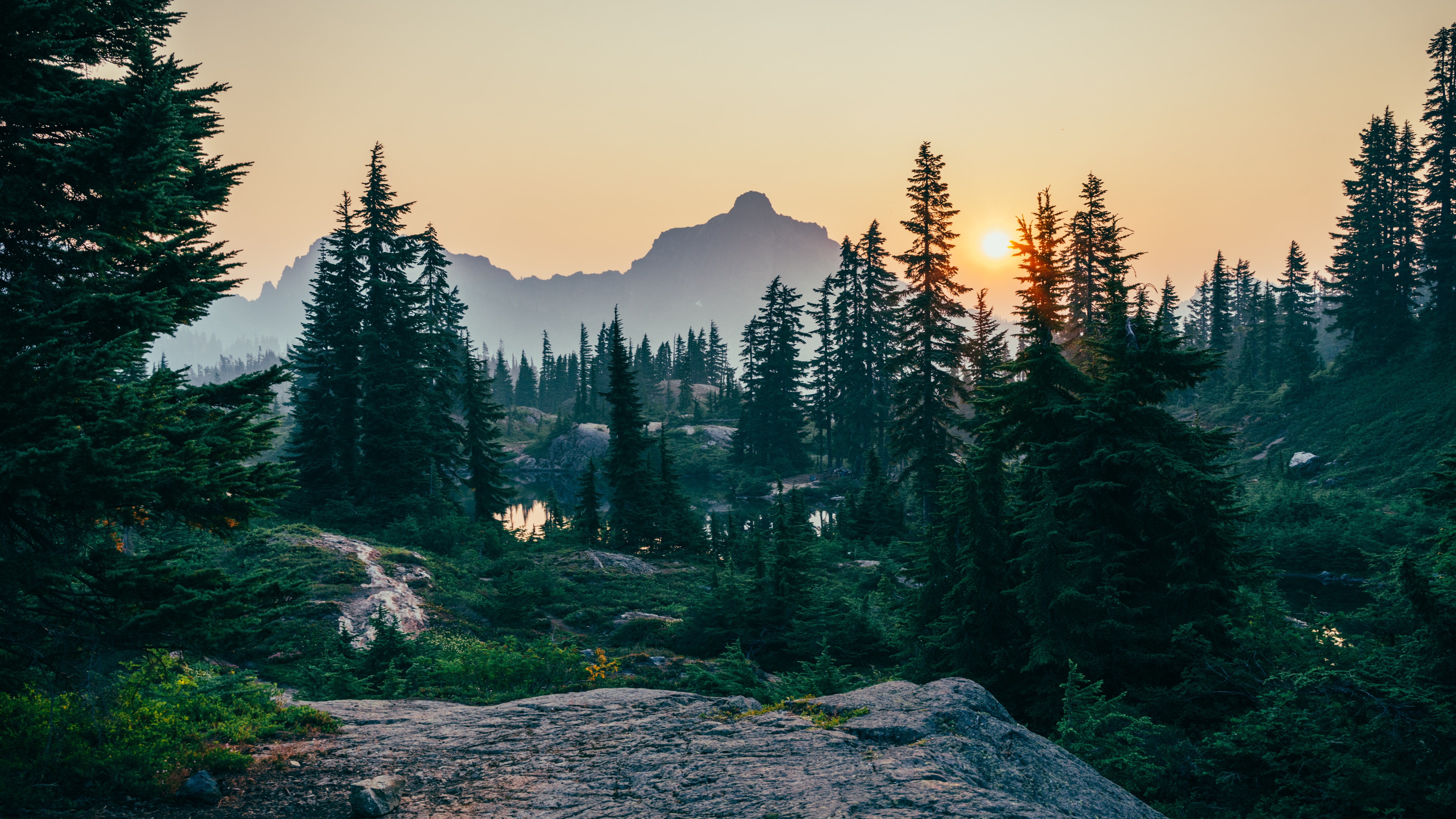 🌳 $1.7 billion funding for indigenous forest projects