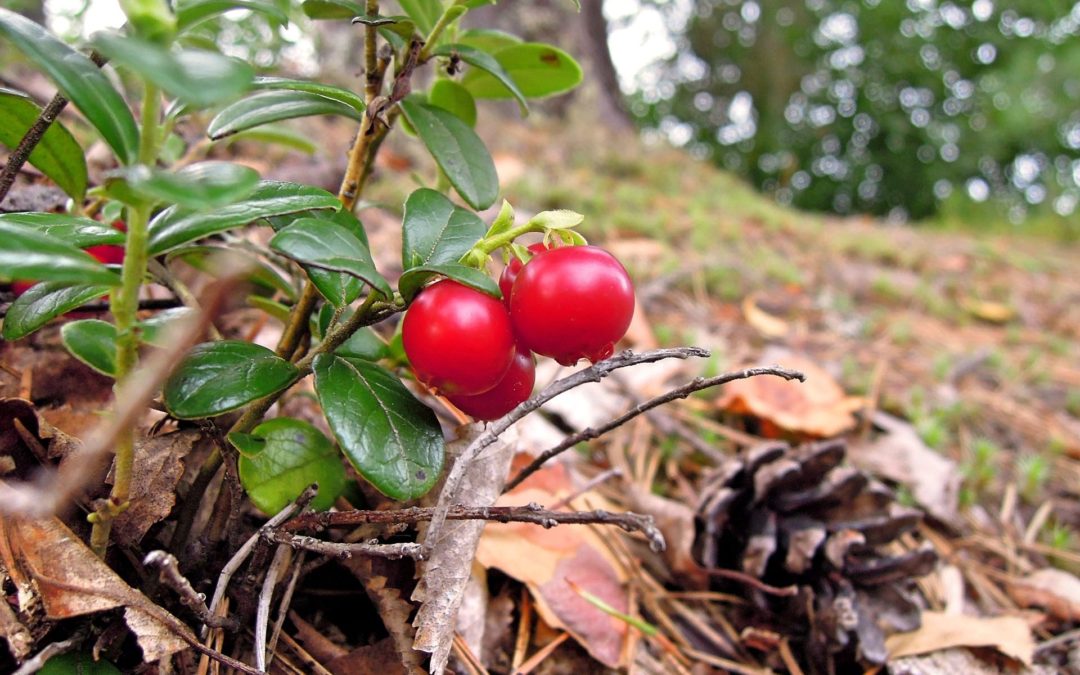 🍒 Laser scanning shows where you can find the most lingonberries and blueberries in the forest