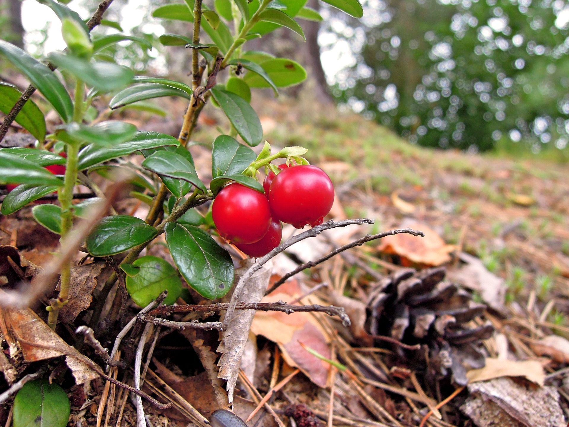 🍒 Laser scanning shows where you can find the most lingonberries and blueberries in the forest