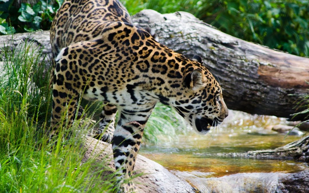 🐆 20 percent more jaguars in Mexico