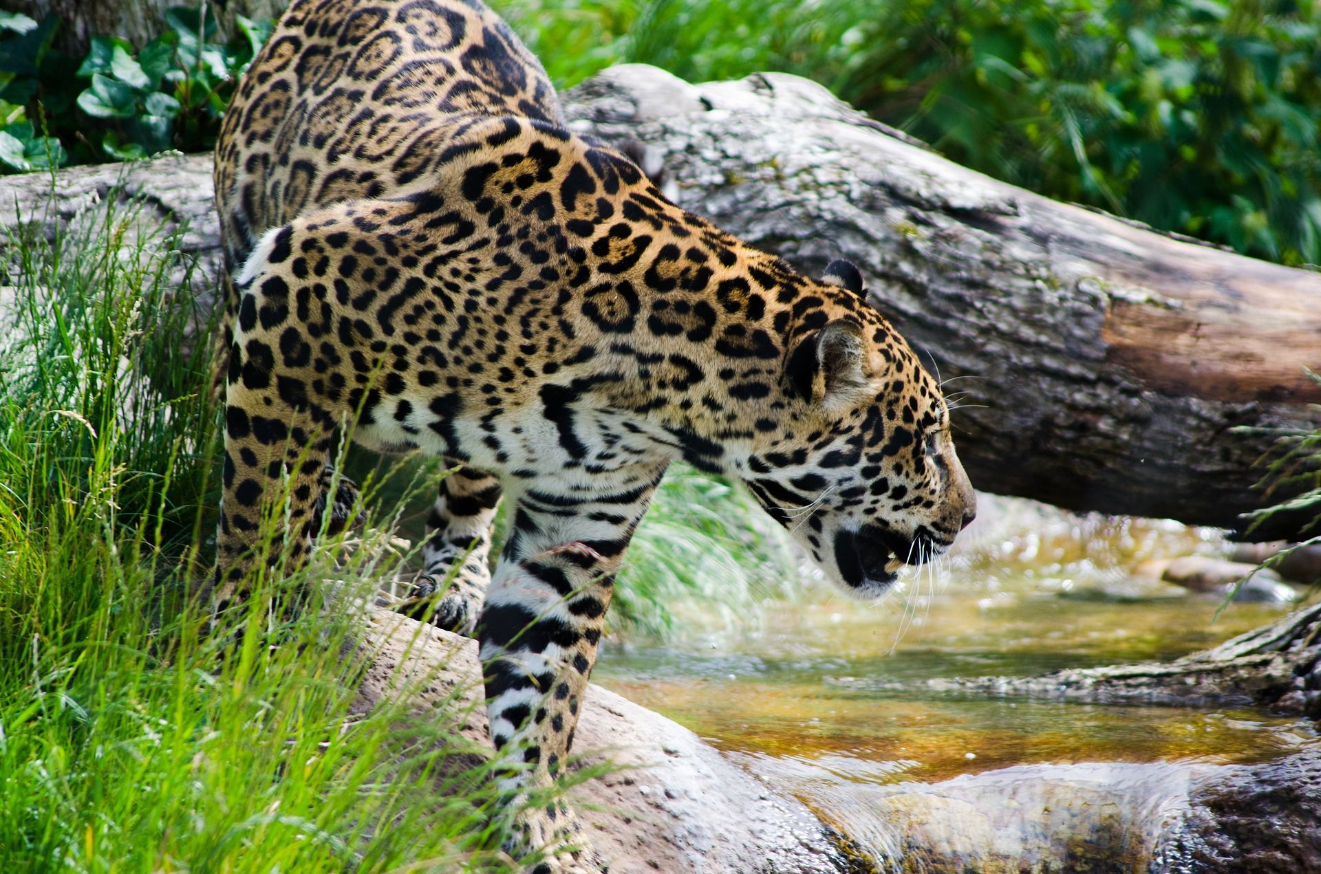 🐆 20 percent more jaguars in Mexico