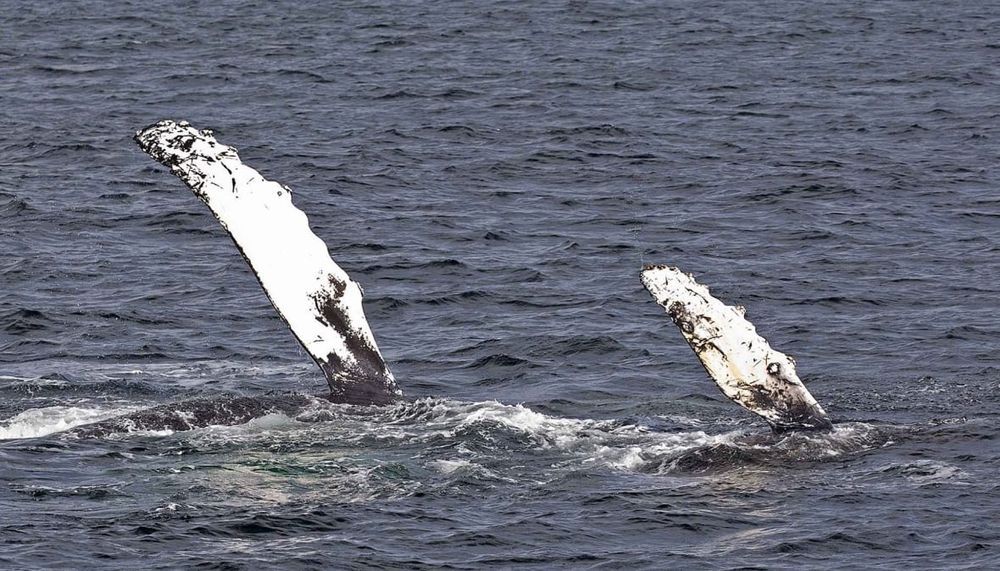 🐳 Record numbers of new humpback whales