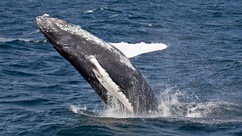 🐳 Record numbers of new humpback whales