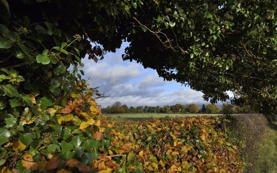 🌲 More hedges mean more environmental benefits