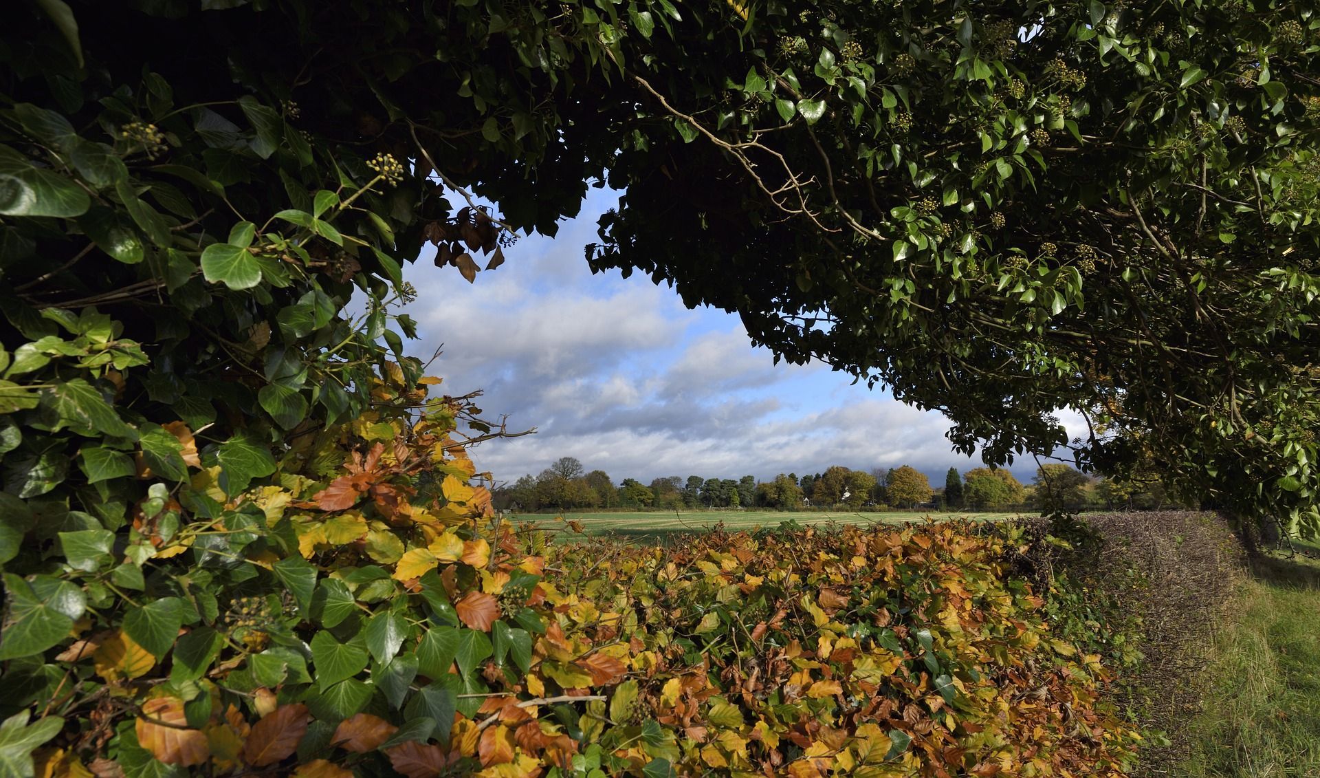 🌲 More hedges mean more environmental benefits