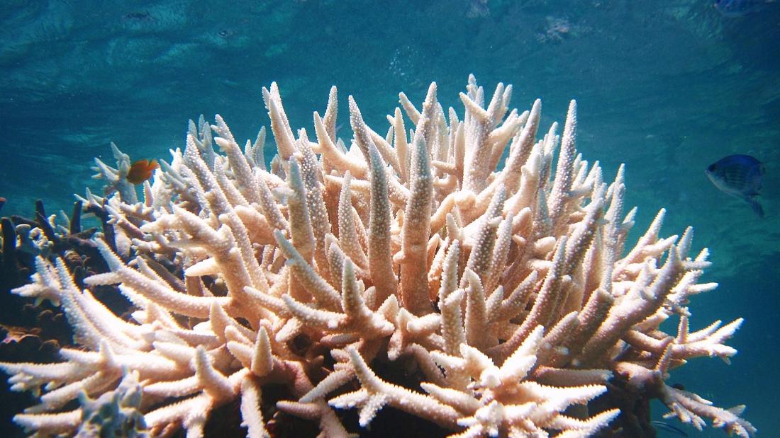 🐠 Bleached corals can still provide nutritious seafood