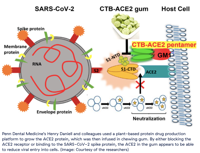 🌱 Plant-based chewing gum can reduce the spread of Covid-19