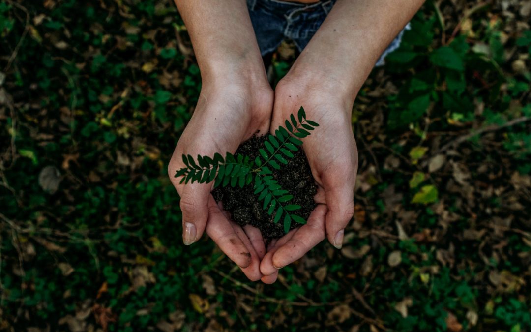 🌳 A tree for every household in Wales