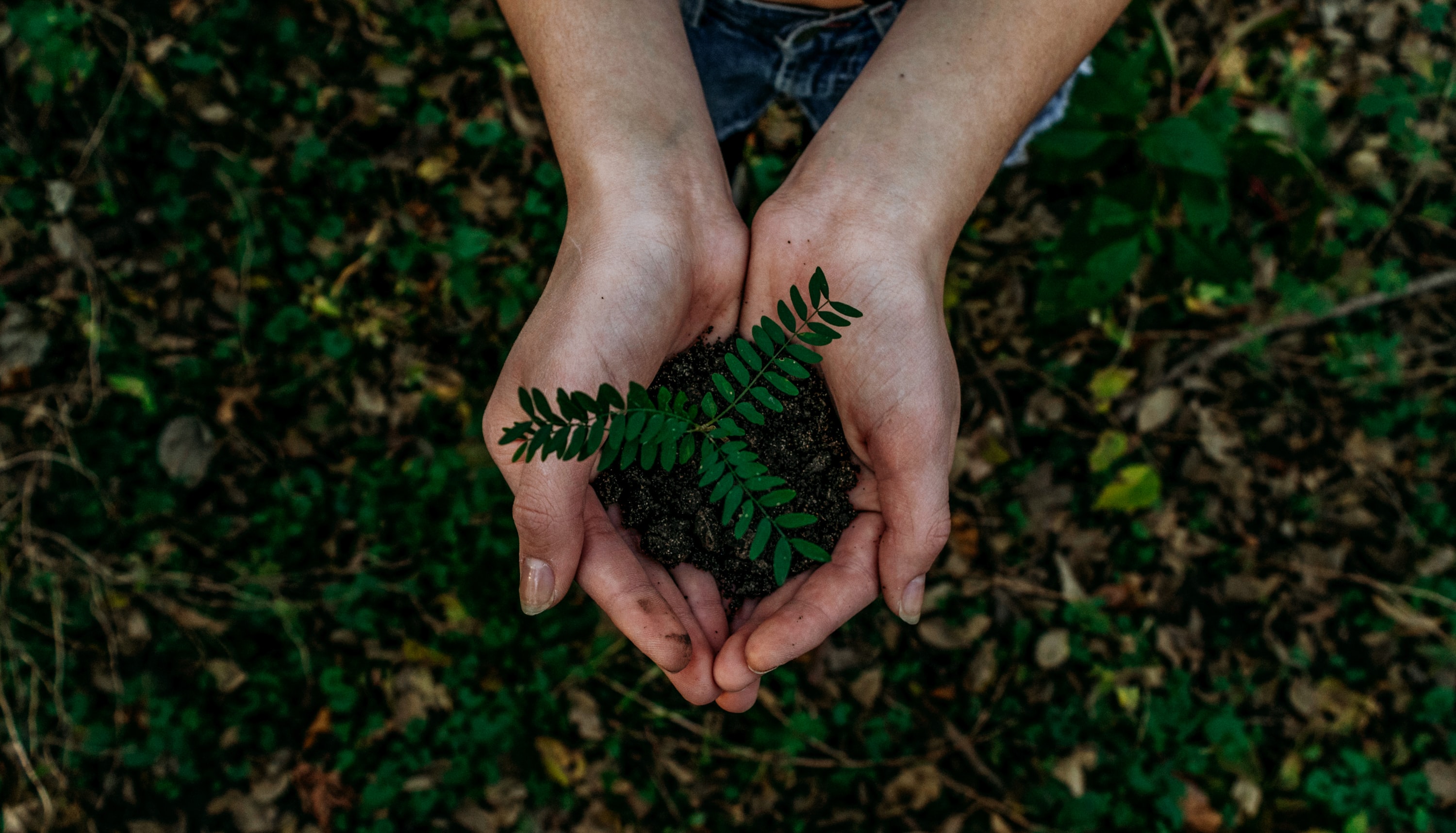 🌳 A tree for every household in Wales