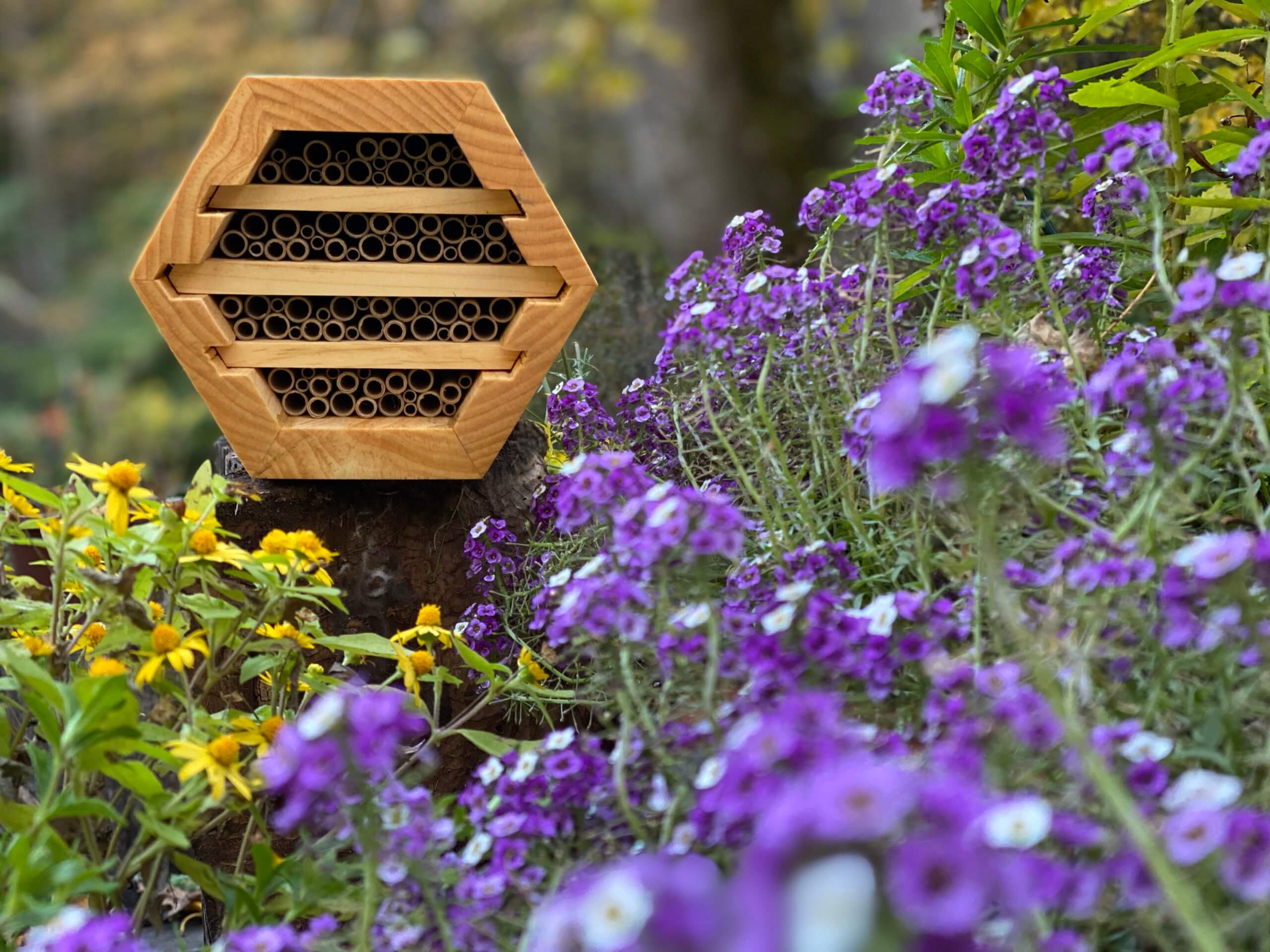 🐝 Solar parks could be used to boost pollinator numbers