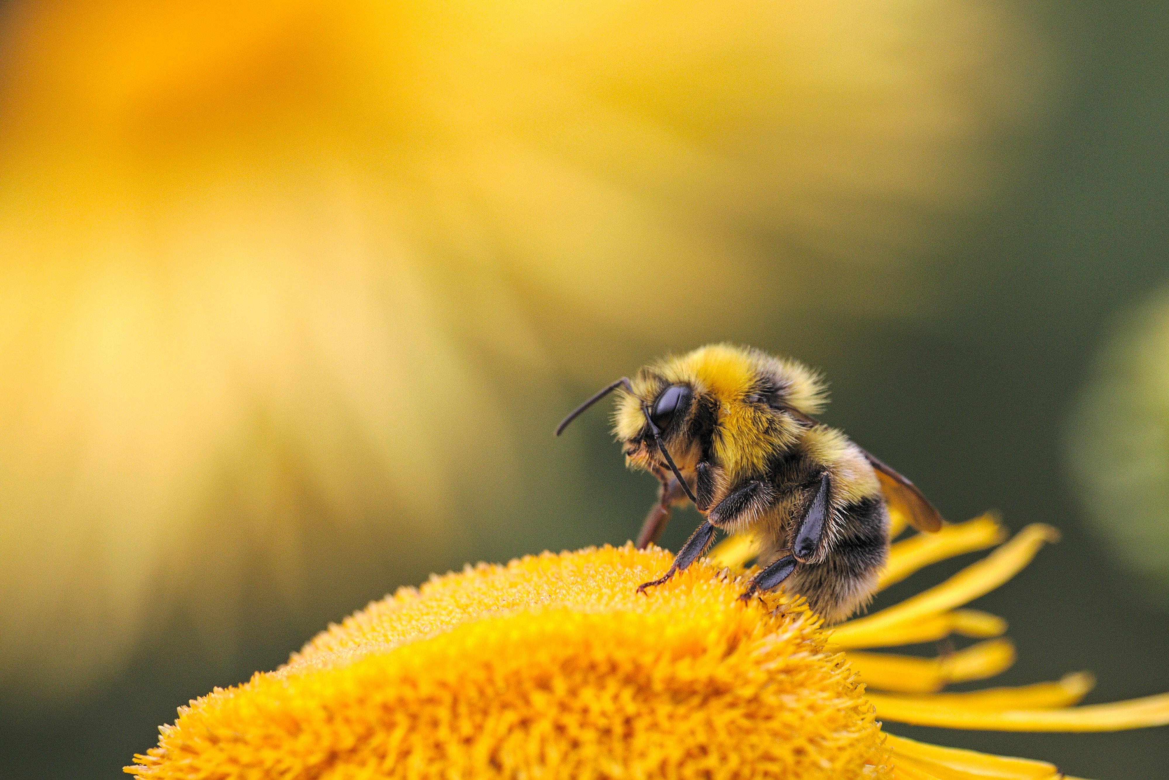 🐝 Solar parks could be used to boost pollinator numbers