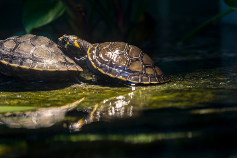 🐢 Conservationists release thousands of baby turtles into the wild