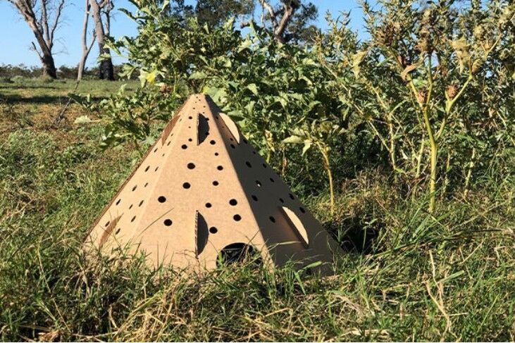 🐨 Cardboard pods provides shelter for animals displaced by bushfires