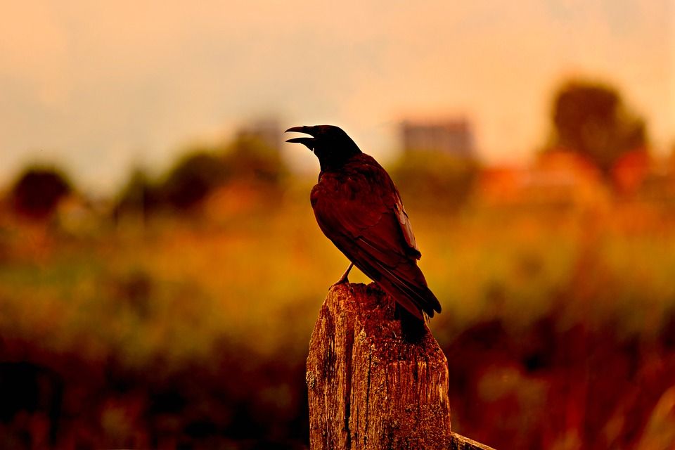 🚮 Crows to clean up Swedish city – and they’ll do it for peanuts