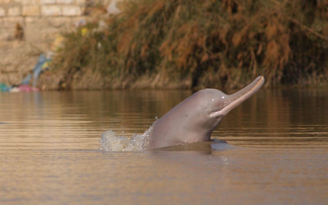 🛰 Satellite transmitters to save river dolphins