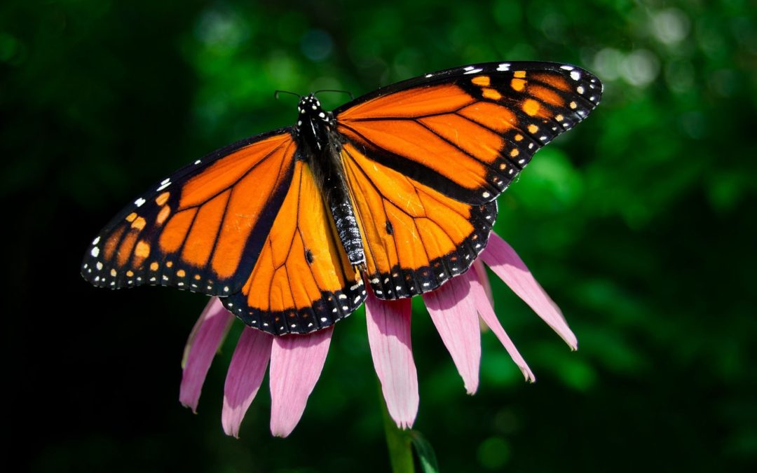 🦋 Strong recovery for the monarch butterfly in California