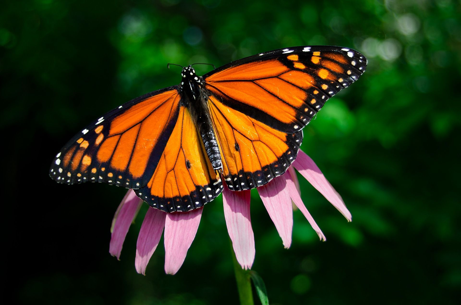 🦋 Strong recovery for the monarch butterfly in California