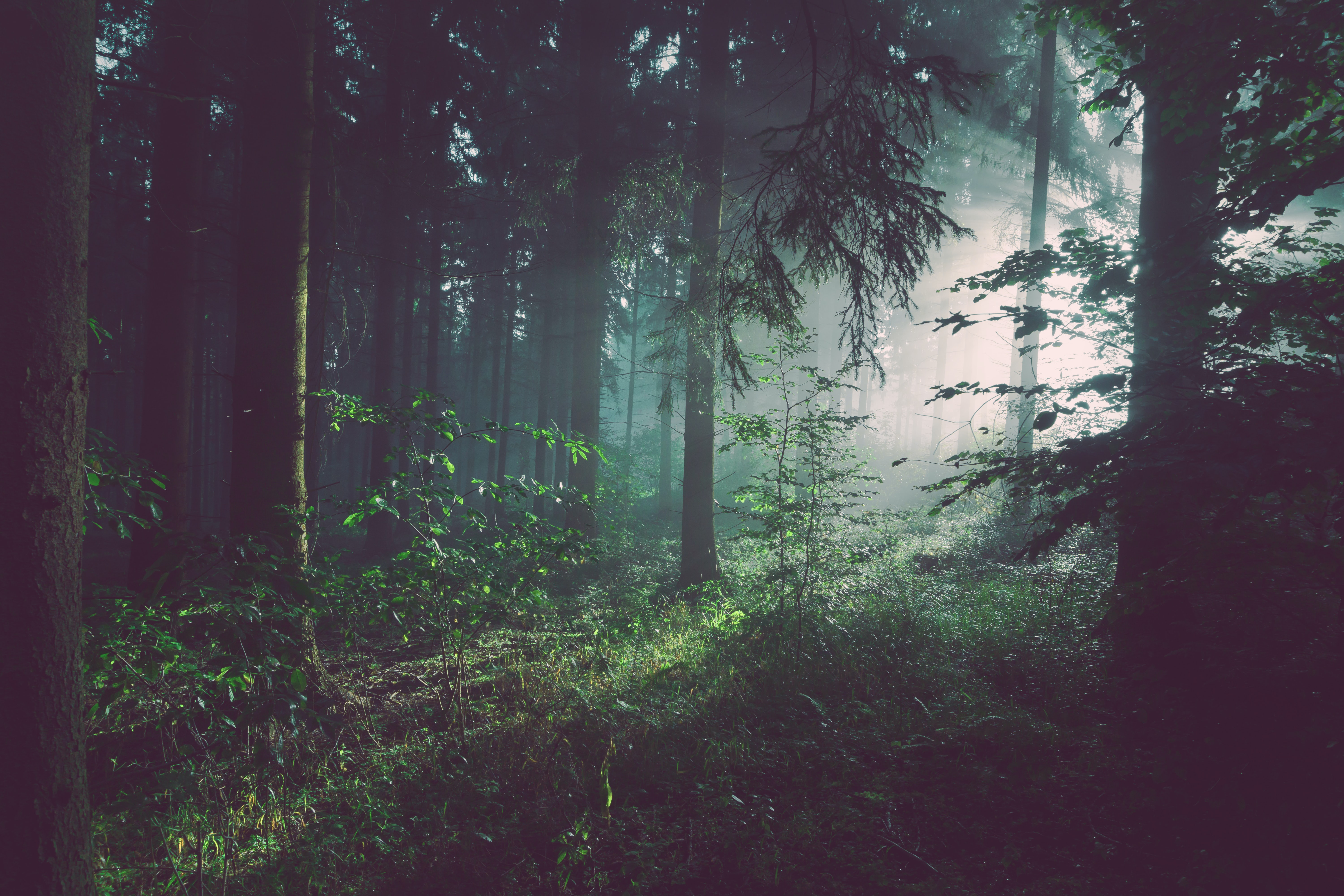 🌳 One of California's redwood forests is returned to native tribes