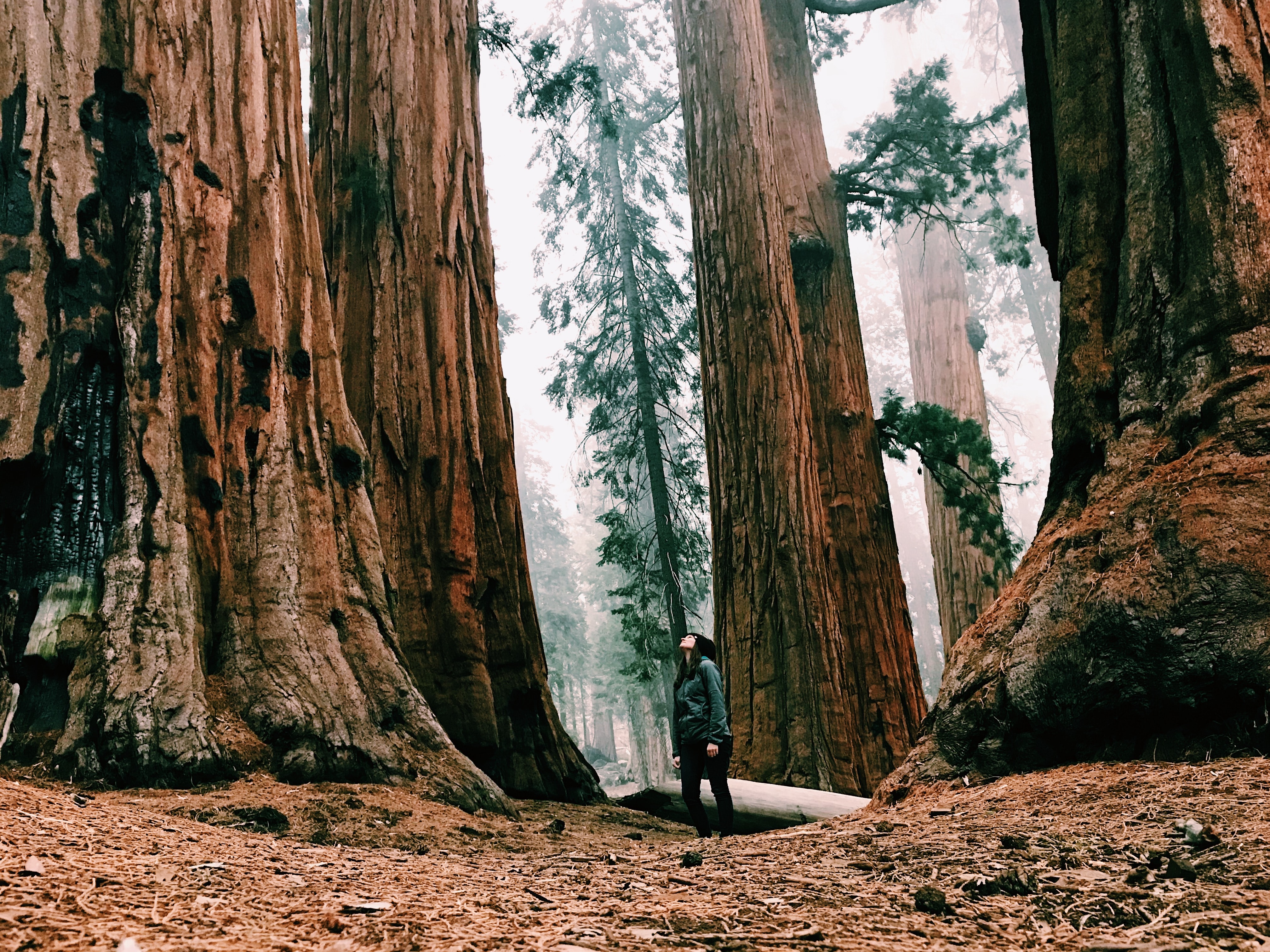 🌳 One of California's redwood forests is returned to native tribes