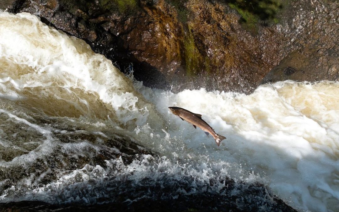 🐟 Scotland shades rivers to save salmons