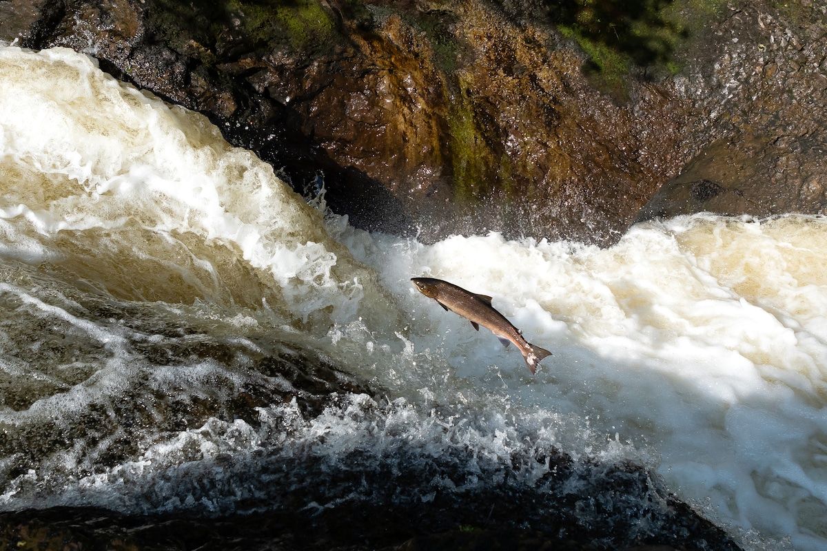 🐟 Scotland shades rivers to save salmons