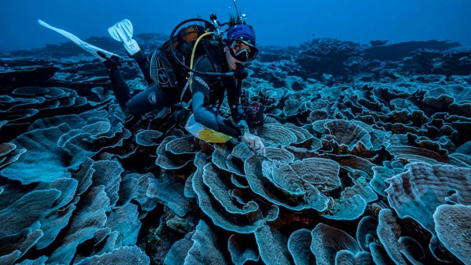 🐠 Coral reef untouched by climate change