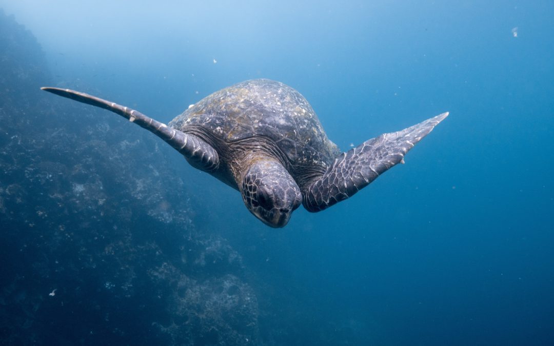 🐠 Ecuador creates new marine reserve