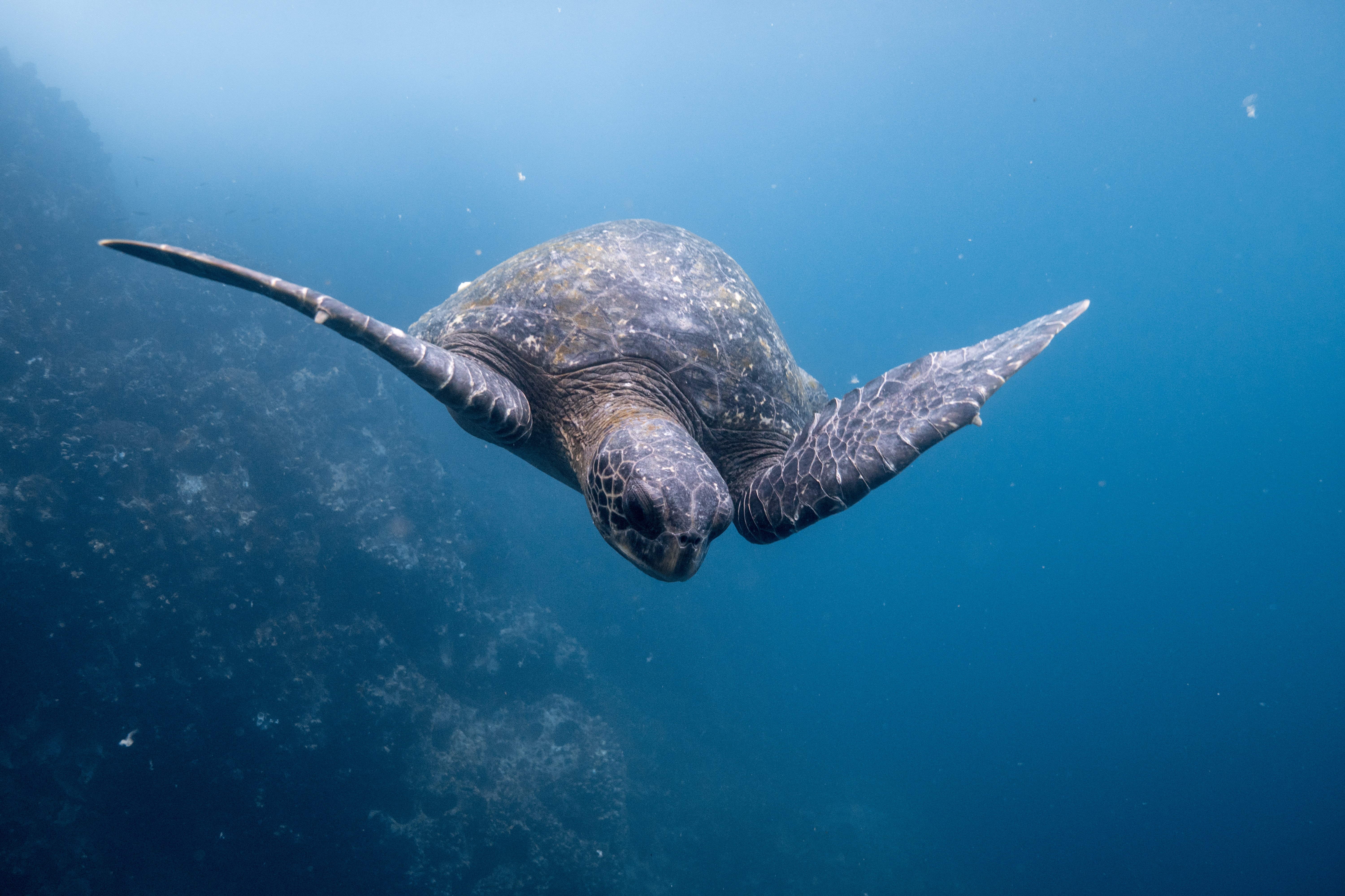 🐠 Ecuador creates new marine reserve