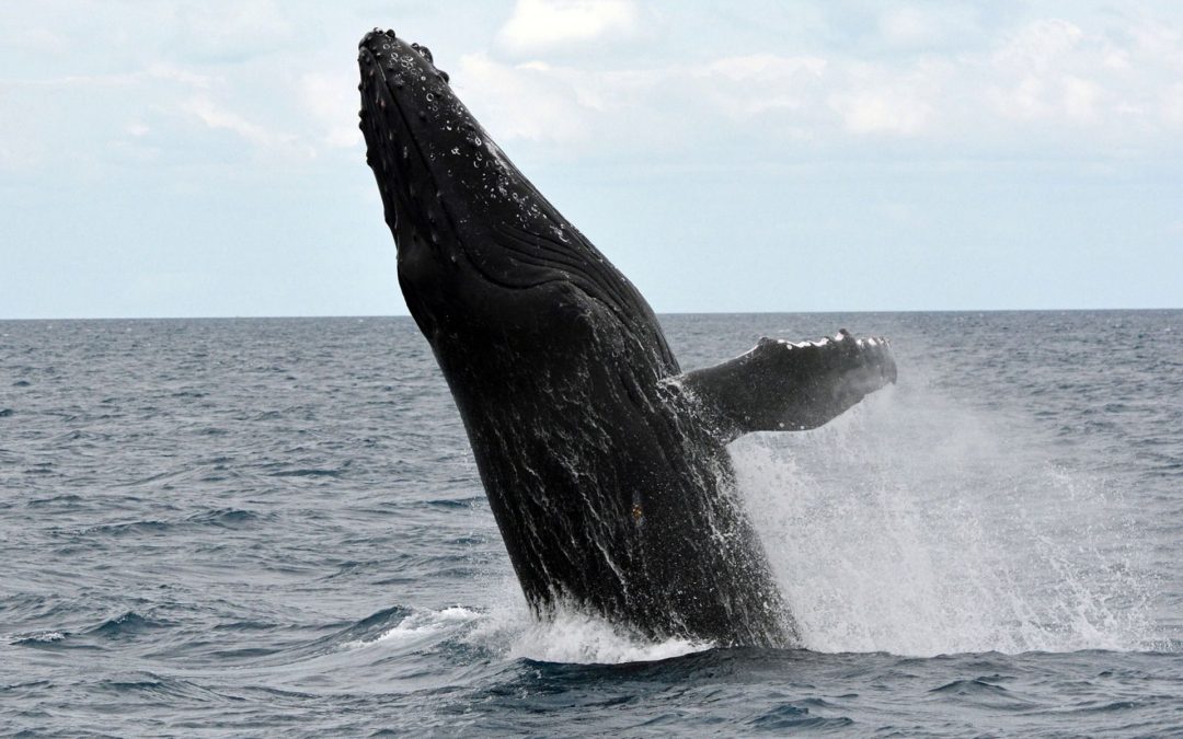 🐳 Humpback whales no longer endangered in Australia