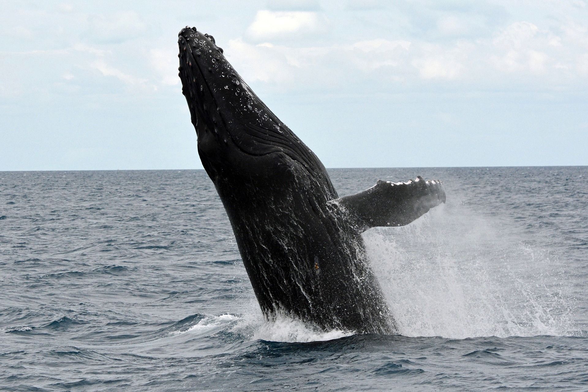 🐳 Humpback whales no longer endangered in Australia