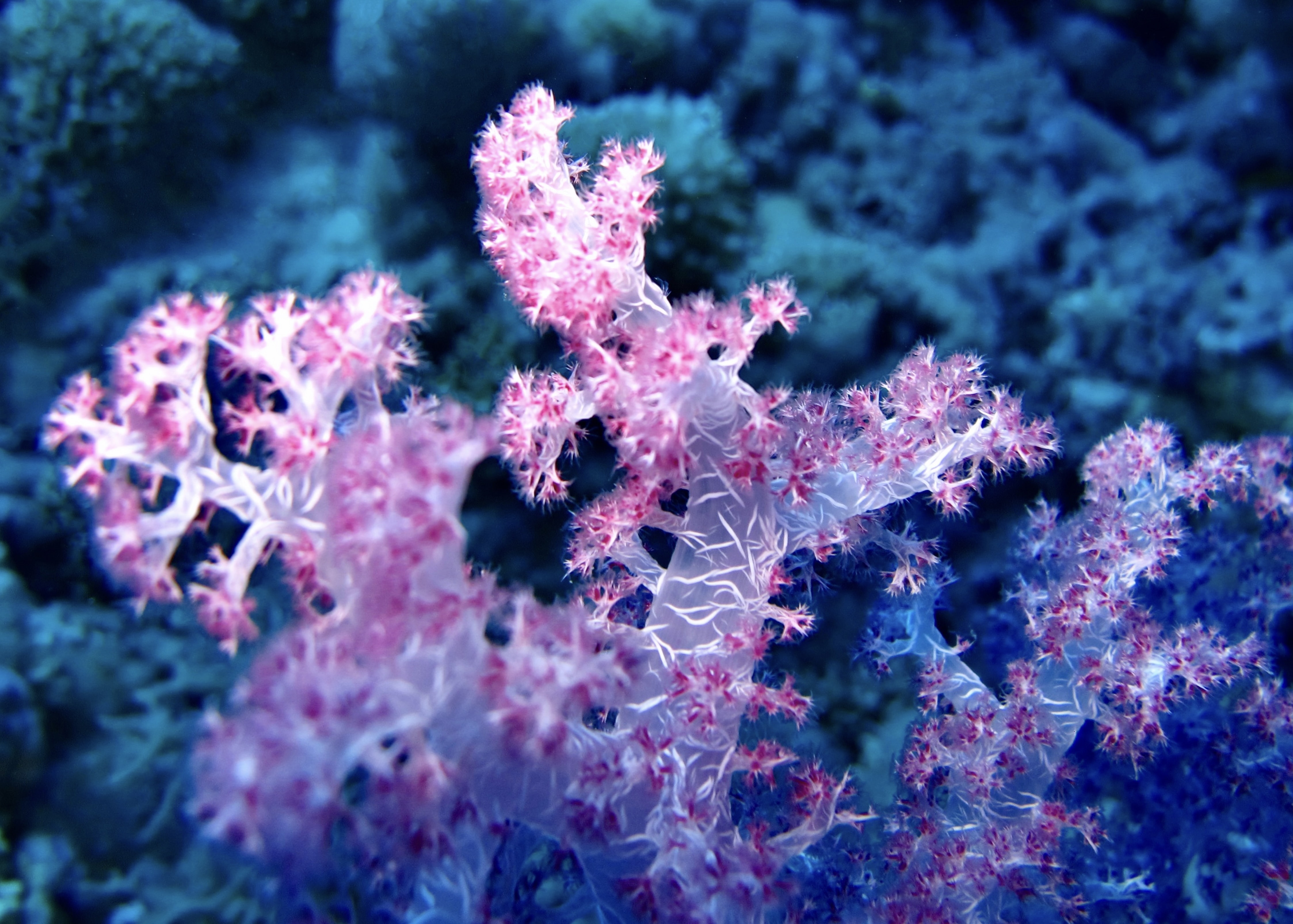 🚺 These women are helping save endangered coral reefs